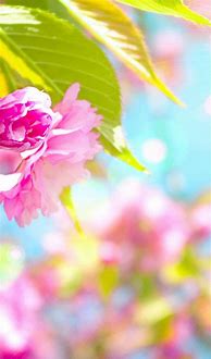 Image result for Cute Spring iPhone Wallpaper