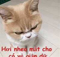 Image result for Meme Mèo Giận Dữ