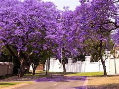 Image result for List of Trees for Kenya