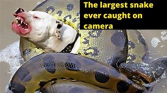 Image result for Biggest Snake Ever Caught On Camera