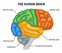 Image result for Brain Facts for Kids