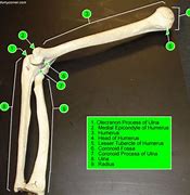 Image result for Elbow Nerve Anatomy