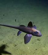 Image result for Chimera Sea Creature
