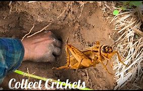 Image result for Khmer Crickets