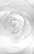 Image result for Silver Flower Wallpaper
