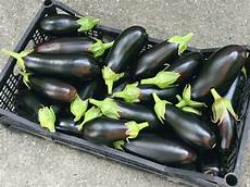 coltivare melanzane in vaso come coltivare le melanzane non sprecare coltivare melanzane in vaso come coltivare le melanzane non sprecare