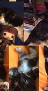 Image result for Cat Collage