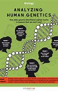 Image result for Genetics of a Human Being