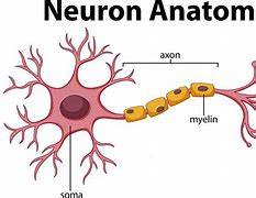 Image result for Brain Cell Illustration