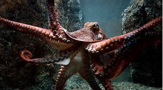 Image result for Biggest Octopus in the World Found Alive