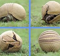 Image result for Birthday Crafts Armadillo