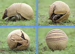 Image result for Armadillo Ornaments