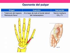 Image result for Pulgar Aducido