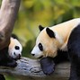 Image result for 9 Baby Panda Bears