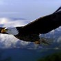 Image result for free flying eagle