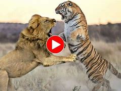 Image result for Lion vs Tiger Fight to Death