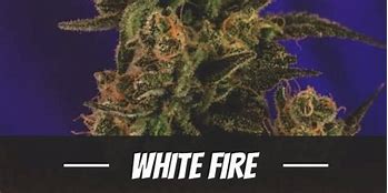 Image result for White Fire Strain