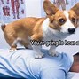 Image result for Clean Funny Memes 2020 Dogs
