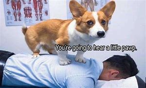 Image result for Animal Memes 20203