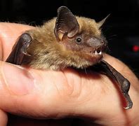 Image result for Mystanca Bat Species
