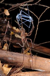 Image result for FA Claw Spider