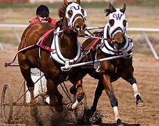 Image result for Chariot Racing Florida