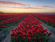 Image result for Netherlands Spring Wallpaper 4K