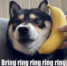 Image result for Banana Phone Meme Dog