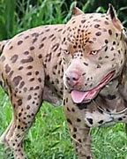 Image result for Wierd Cool Dog