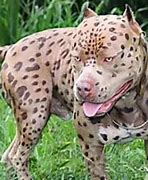 Image result for Rare Dog Mixes