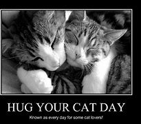 Image result for Cute Cat Hug Memes