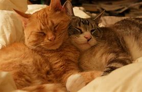 Image result for Cat Hug Hearts