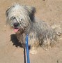 Image result for Found. California Found Poodle