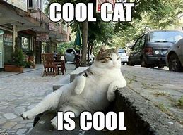 Image result for Google Cool Cat Meme