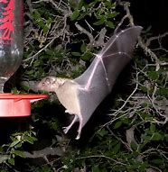 Image result for Bats From Mexico