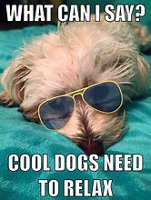 Image result for Funny Looking Dog Meme