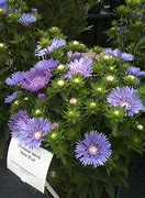 Image result for Stokesia laevis Mels Blue