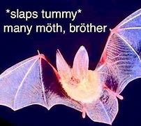 Image result for Bat Family Memes