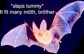 Image result for Blind as a Bat Meme