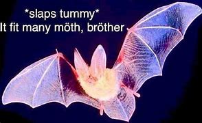 Image result for Crazy Bat Meme