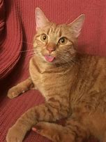 Image result for Funny Orange Cat