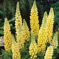 Image result for Lupinus Gallery Yellow