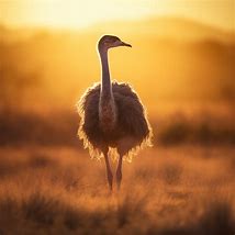 Image result for Ostrich Put Head in Sand