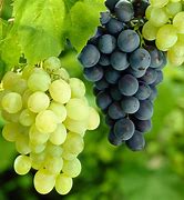 Image result for Vitis Himroed