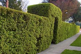 Image result for Types of Bushes for Privacy