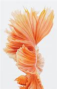 Image result for iPhone 6s China Back
