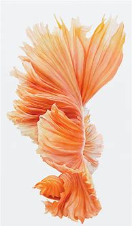 Image result for iPhone 6s Rose Gold 32GB Review