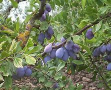 Image result for Prunus domestica Kirkes Plum