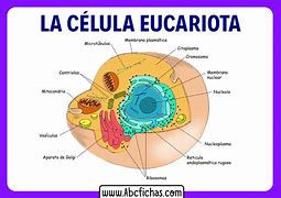 Image result for eucariota