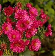 Image result for Aster dumosus Jenny